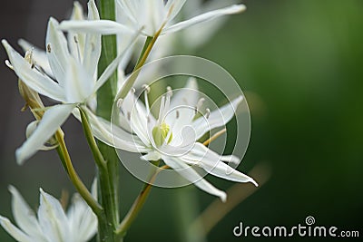 Great camas Camassia leichtlinii alba, close-up creamy-white star-shaped flower Stock Photo